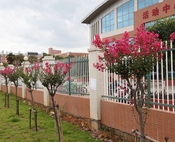 深聯(lián)軟板廠的紫薇花開(kāi)得正美，等你來(lái)
